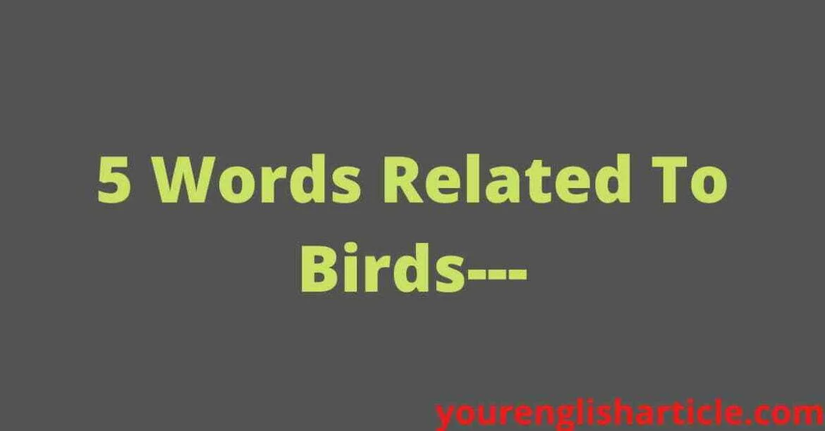 5 Words Related To Birds | English By Zahid Sir